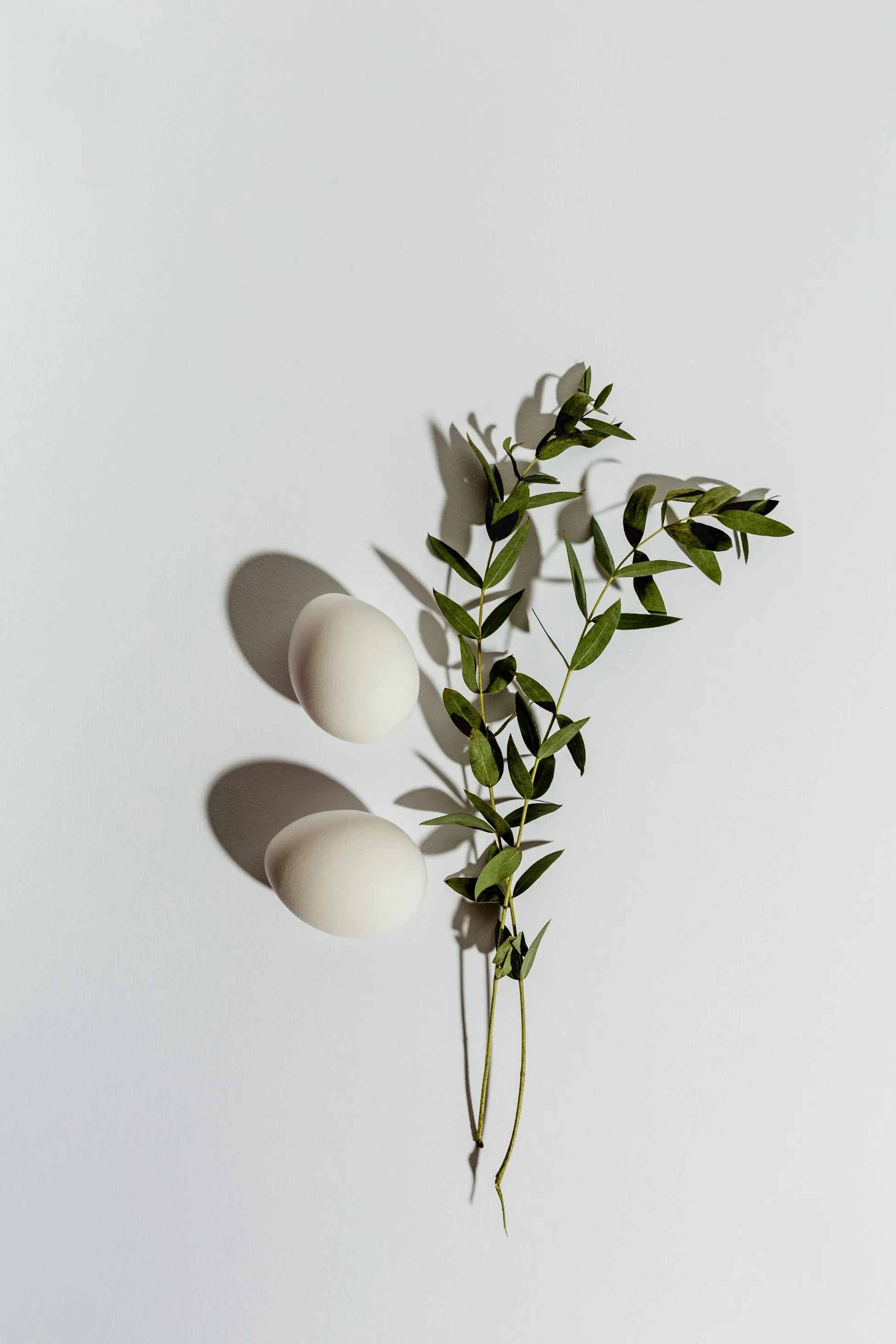 two eggs and two eucalyptus branches